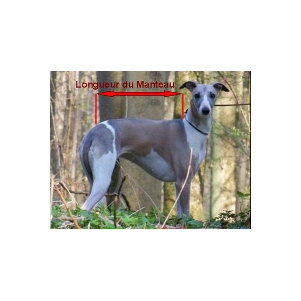 manteau whippet