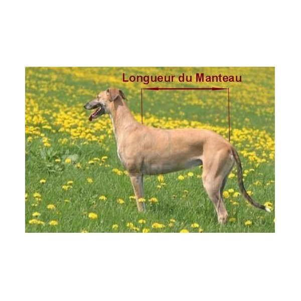 manteaux galgo et greyhound