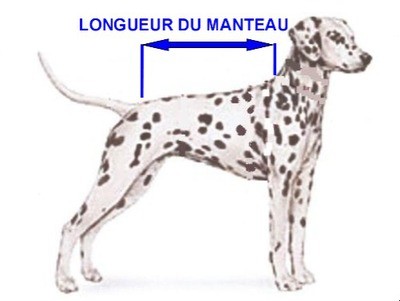 Manteaux Chien Moyen (dalmatien)
