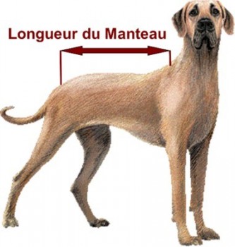 Manteaux Molosse (dogue allemand)