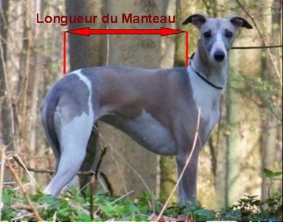 Manteaux petit lévrier italien
