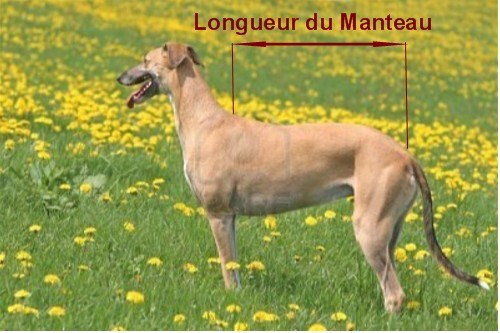 Manteaux Galgo podenco Greyhound